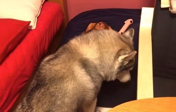 シベリアン・ハスキーの文太くん