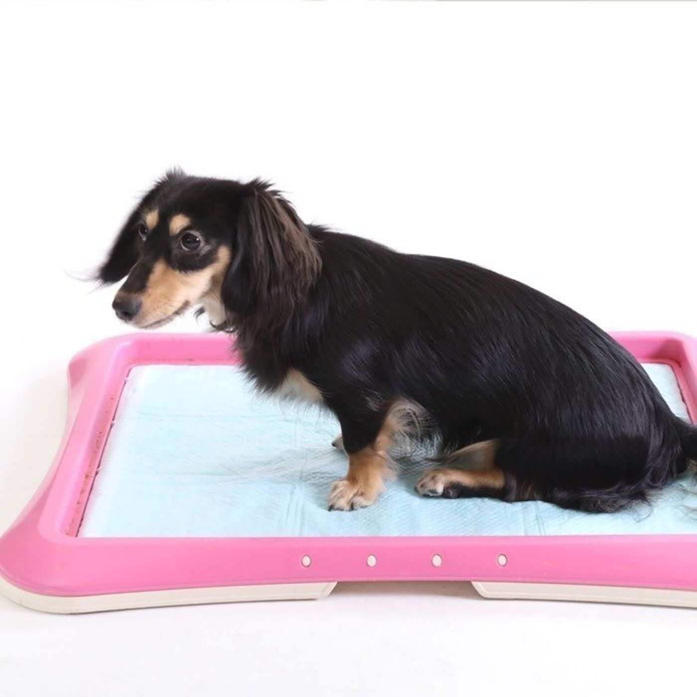 犬のウンチ 白っぽいと危険かも 愛犬のウンチの色 毎日チェックしてる いぬのきもちweb Magazine 犬のウンチ 白っぽいと危険かも 愛犬のウンチの色 毎日チェックしてる いぬのきもちweb Magazine