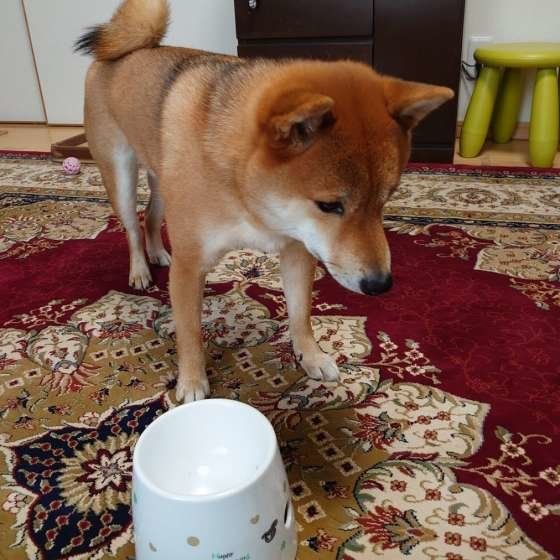 ごはんがもっと欲しいわんちゃん