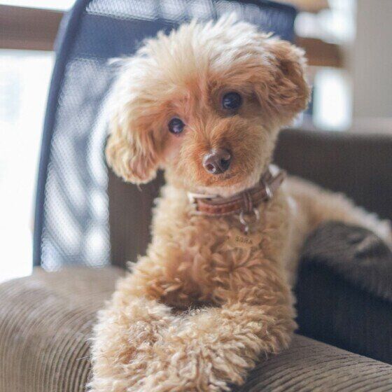 見つめるトイ・プードル