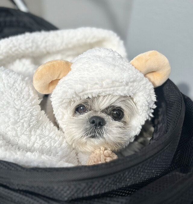 シーズー犬マンガてんぽshihtzu