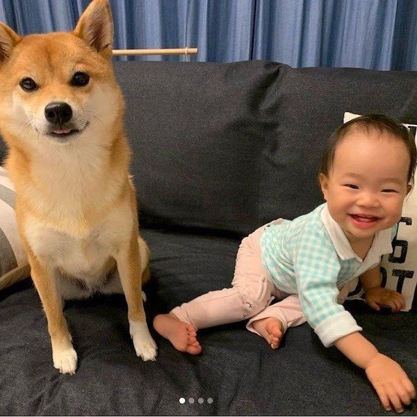 柴犬の寝かしつけ術