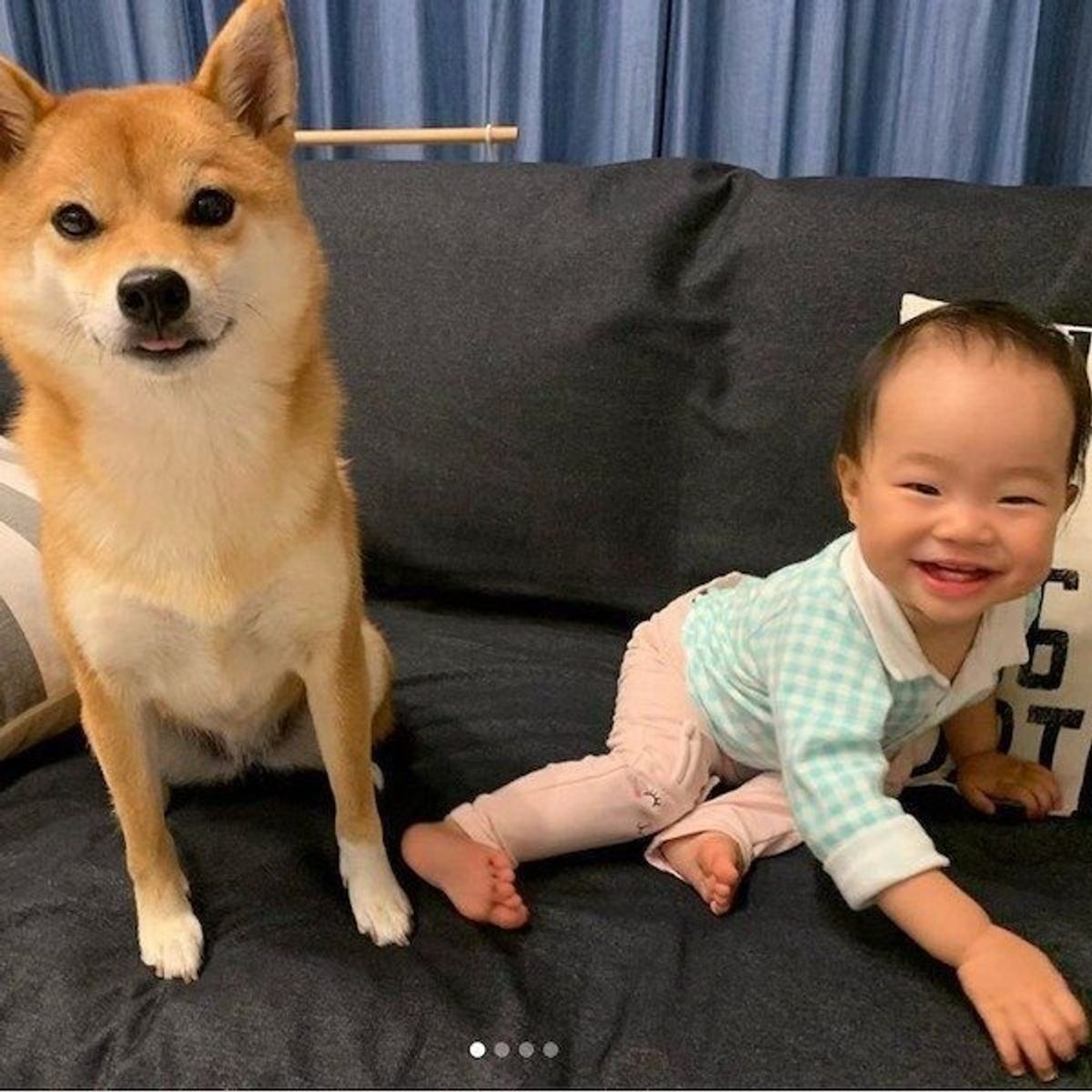 ベビーシッターをお願いしたい 犬流 寝かしつけの極意 にほっこり いぬのきもちweb Magazine ベビーシッターをお願いしたい 犬流 寝かしつけの極意 にほっこり いぬのきもちweb Magazine