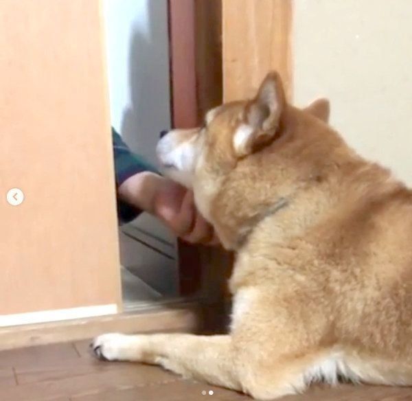 健気に待ち続ける柴犬