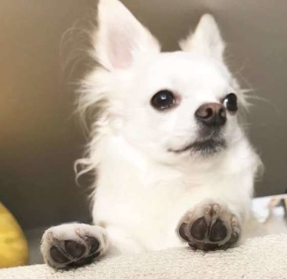 チワワのミルクちゃんの肉球