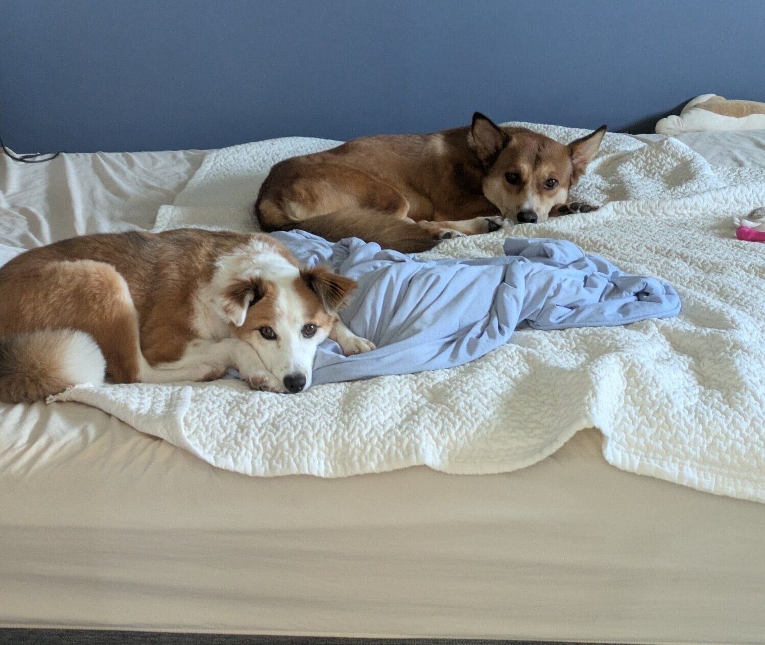 まったりするカンタくん、ふう太くん