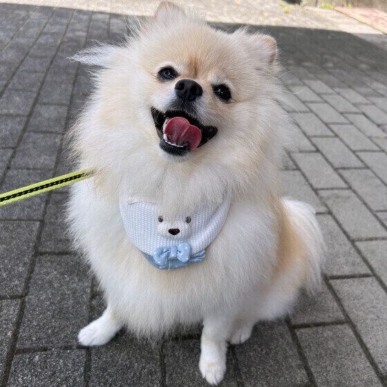 ポメラニアンのいとちゃん