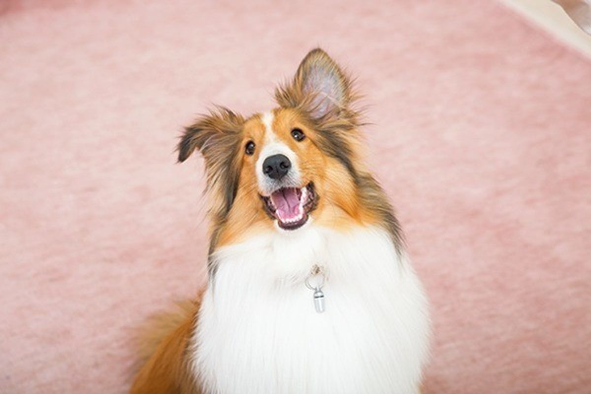 すいか メロン 梨 栗も 犬が食べてもokな果物8選 いぬのきもちweb Magazine すいか メロン 梨 栗も 犬が食べてもokな果物8選 いぬのきもちweb Magazine