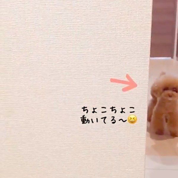 だるまさんがころんだで遊ぶトイ・プードル