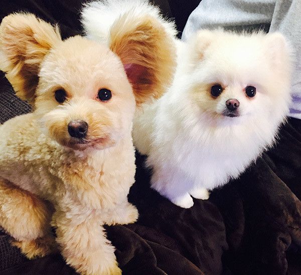 見つめる2匹の犬