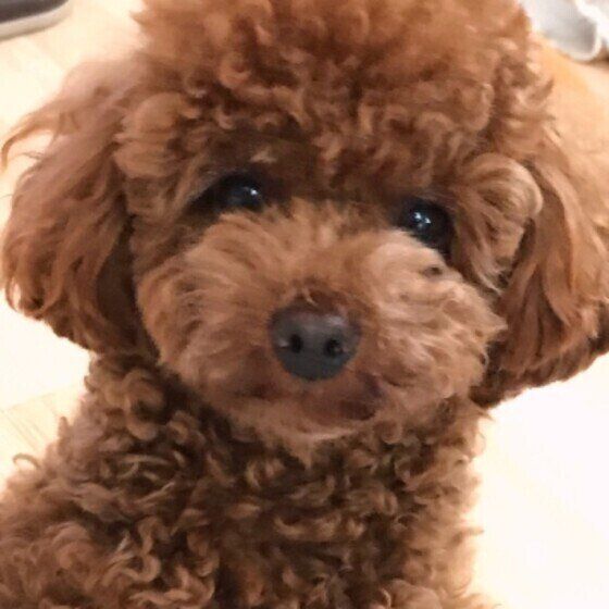 キラちゃん／フクちゃん／クウちゃん／エルちゃん（トイ・プードル）