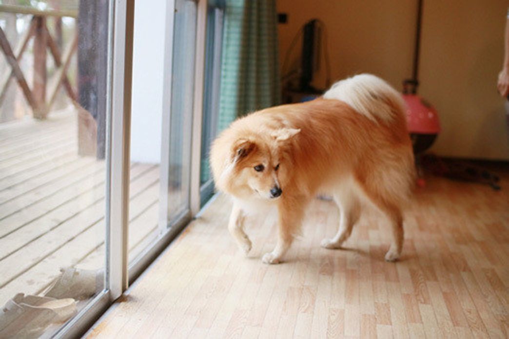 山の中の大福 穴澤賢の犬のはなし いぬのきもちweb Magazine 山の中の大福 穴澤賢の犬のはなし いぬのきもちweb Magazine