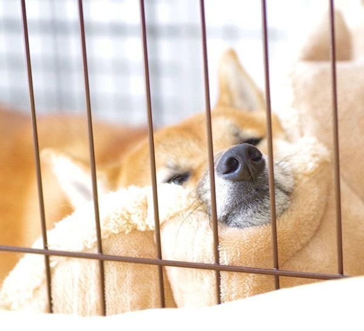 インスタで見つけた可愛い ふてくされ犬 4選 ブスッとしてる理由とは いぬのきもちweb Magazine インスタで見つけた可愛い ふてくされ犬 4選 ブスッとしてる理由とは いぬのきもちweb Magazine