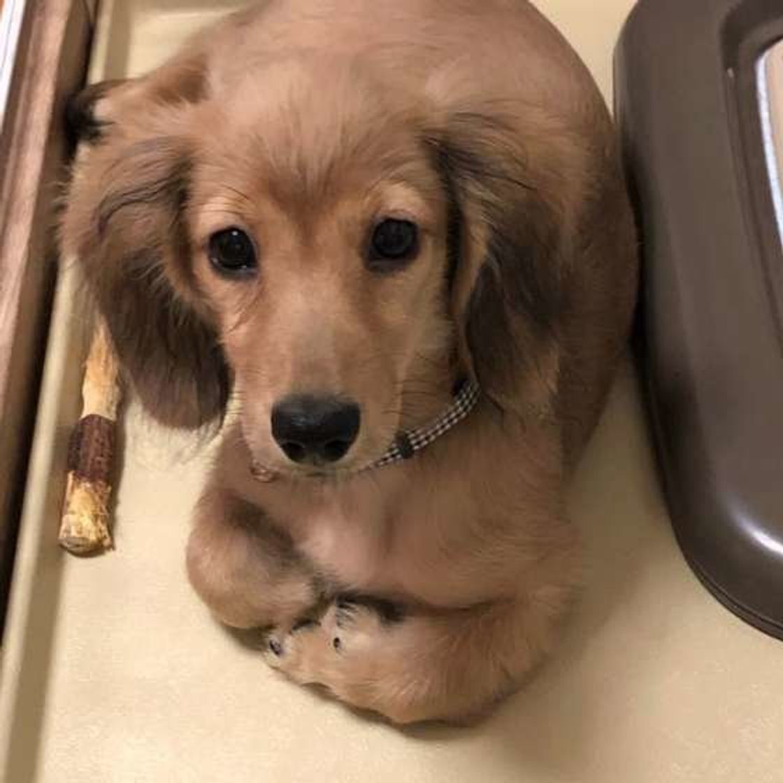 寒さだけじゃない 乾燥 が犬に与える悪影響は いぬのきもちweb Magazine 寒さだけじゃない 乾燥 が犬に与える悪影響は いぬのきもちweb Magazine