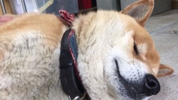暑さで無気力になる柴犬