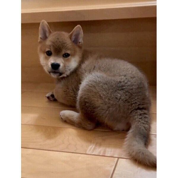 飼い主さんが起きてくるのを待つ円くん