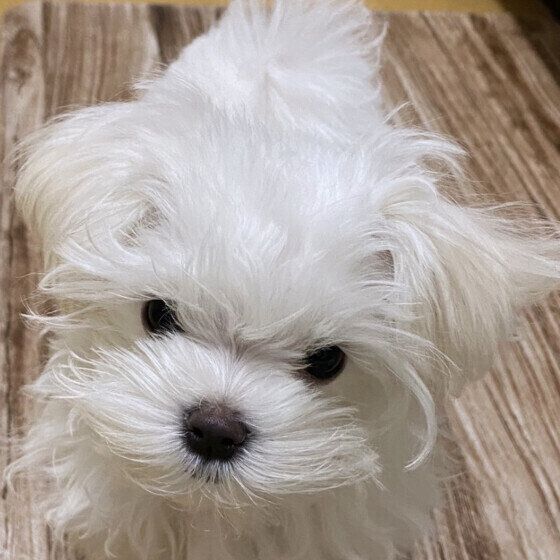 犬にも水虫はあるの？ 犬の皮膚糸状菌症が人にうつらないための知識を獣医師に聞いた いぬのきもち