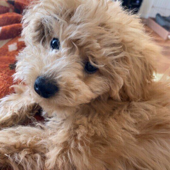 犬が「ピーピー」鼻を鳴らす理由と対処法とは？  いぬのきもち