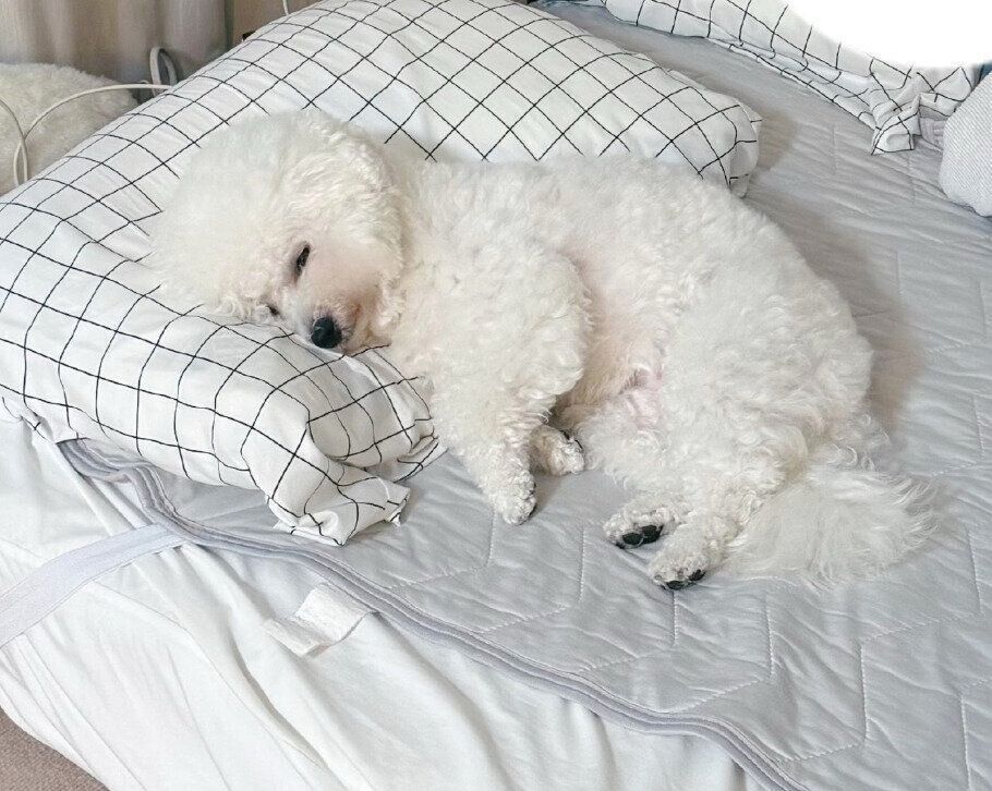 枕を使って人のように眠るつくねちゃん。