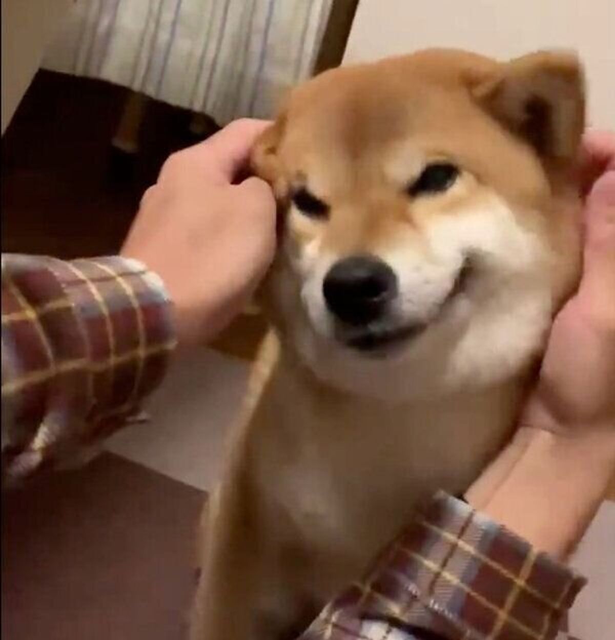 マッサージ満喫中の柴犬 ある言葉 を聞くと表情が一変する事態に いぬのきもちweb Magazine マッサージ満喫中の柴犬 ある言葉 を聞くと表情が一変する事態に いぬのきもちweb Magazine