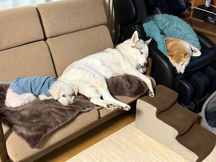 仲良く眠るリクくん、アシㇼちゃん、リンちゃん