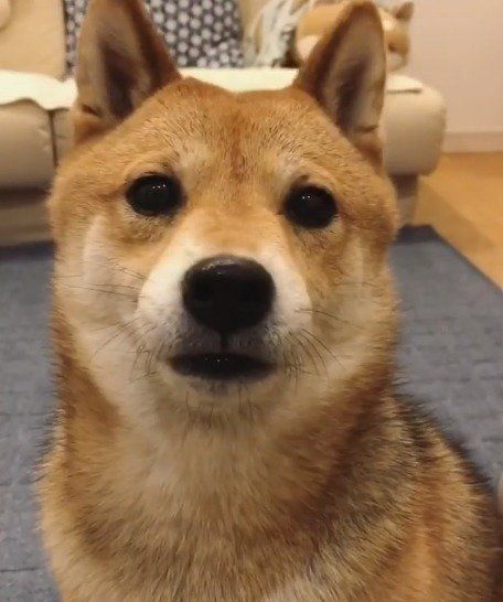 豆柴のフクちゃん