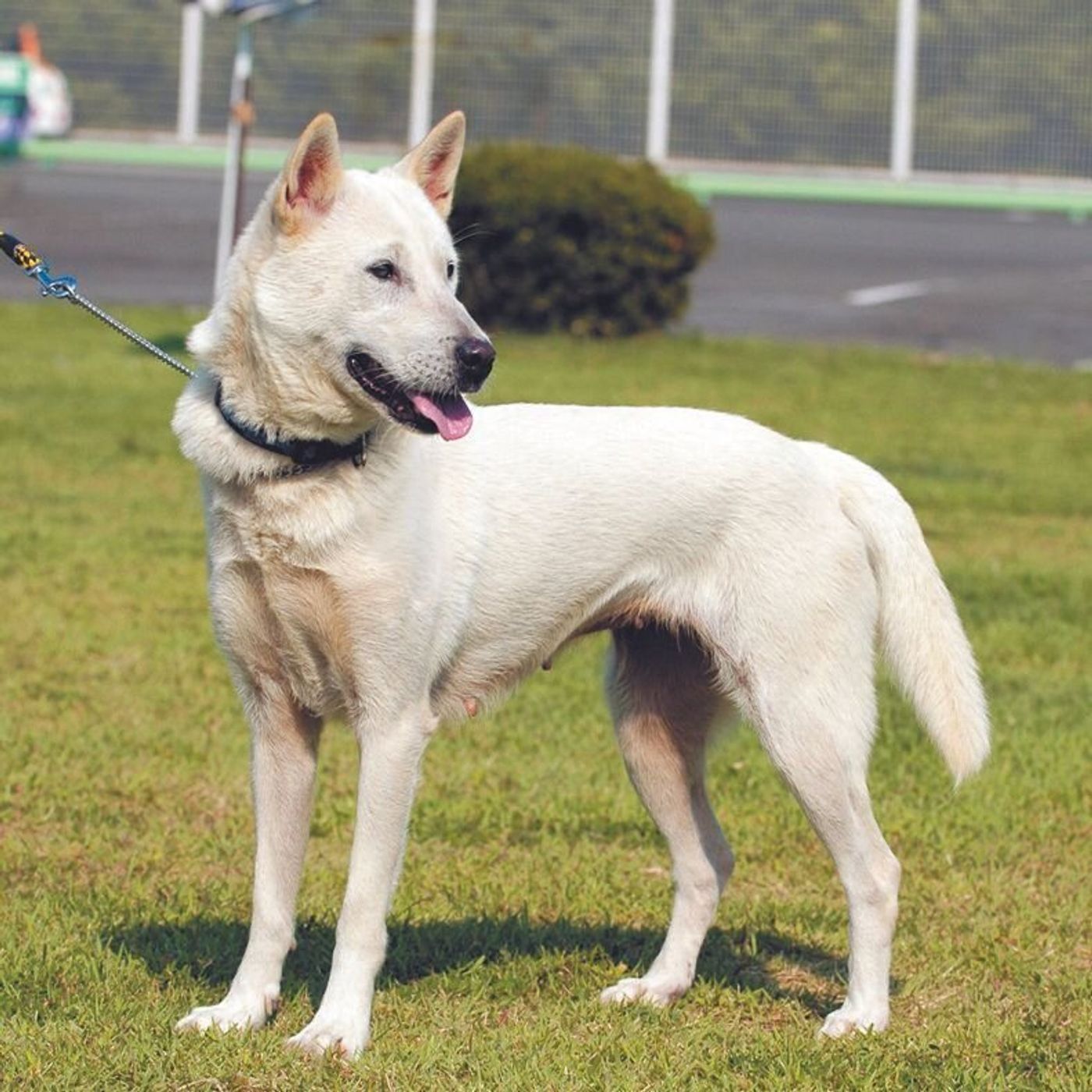 世界最大の犬 はどれぐらい大きい 意外と知らない 犬種トリビア いぬのきもちweb Magazine 世界最大の犬 はどれぐらい大きい 意外と知らない 犬種トリビア いぬのきもちweb Magazine