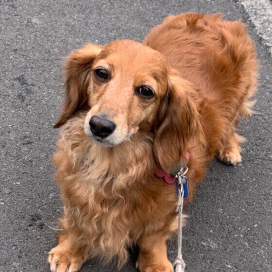 ダックスフンドのうなちゃん