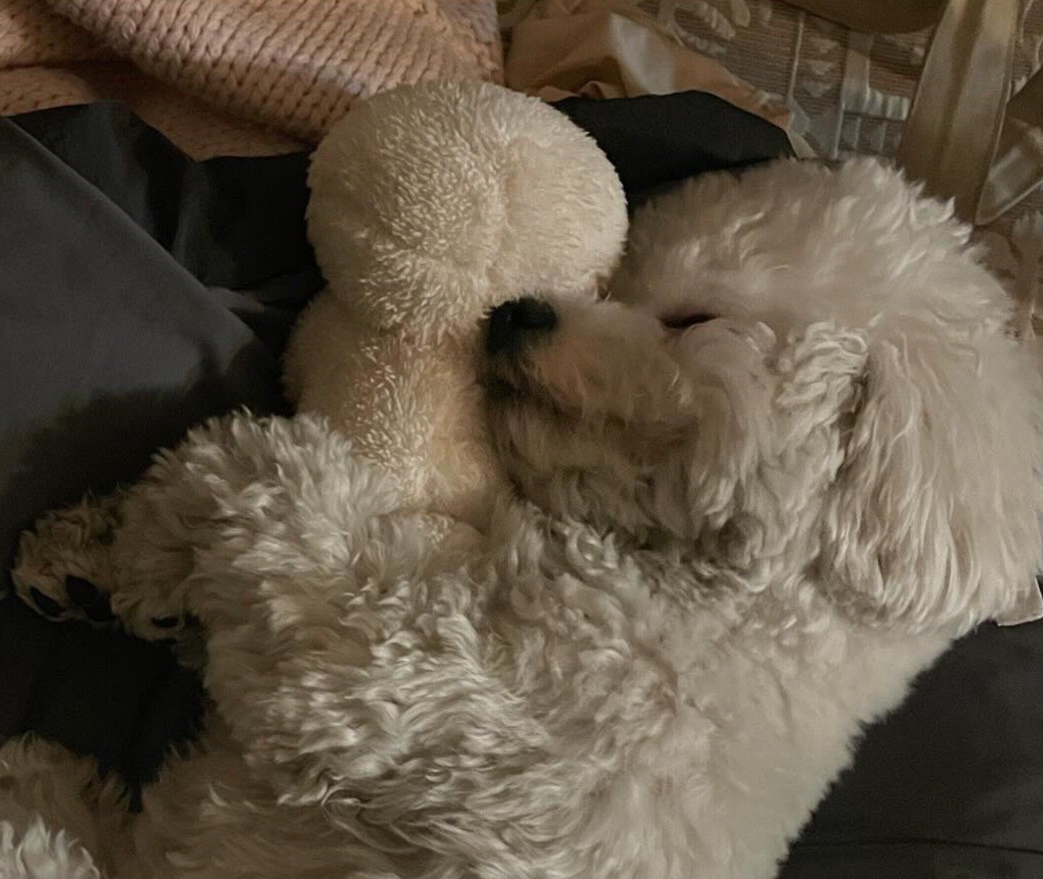 ぬいぐるみを抱えて眠るノワちゃん