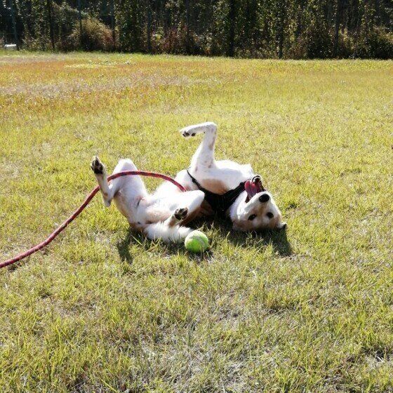 MIXのむぎちゃん