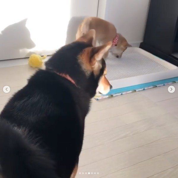 妹のトイレを見守る柴犬