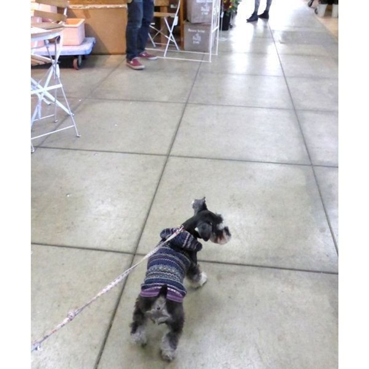 街いぬgo Vol3 裸族 の犬は恥ずかしくなっちゃう オシャレ主婦の街 二子玉川 へgo いぬのきもちweb Magazine 街いぬgo Vol3 裸族 の犬は恥ずかしくなっちゃう オシャレ主婦の街 二子玉川 へgo いぬのきもちweb Magazine