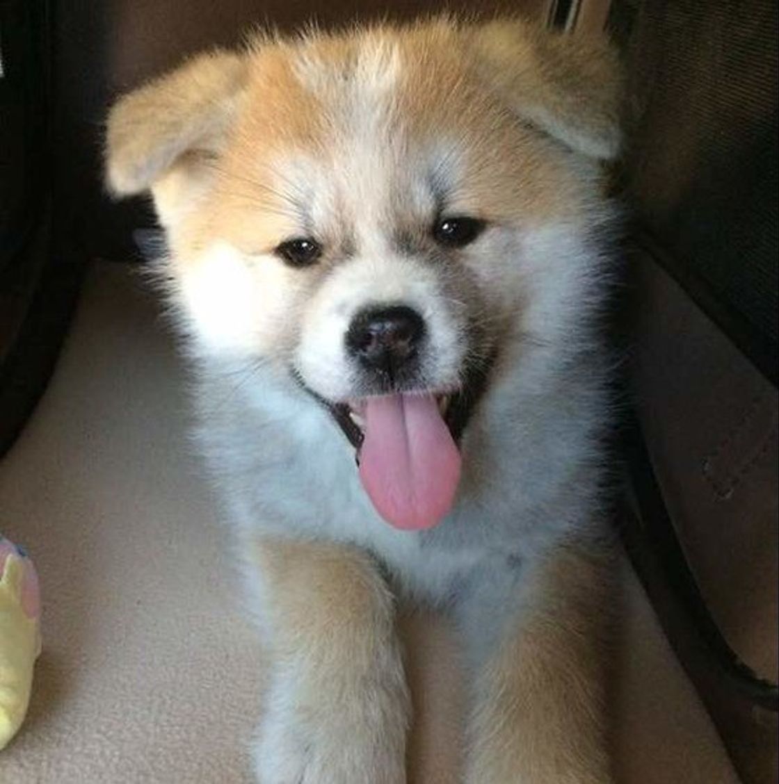 専門家が解説 忠犬ハチ公のように 忠誠心のある犬 になる育て方 いぬのきもちweb Magazine 専門家が解説 忠犬ハチ公のように 忠誠心のある犬 になる育て方 いぬのきもちweb Magazine