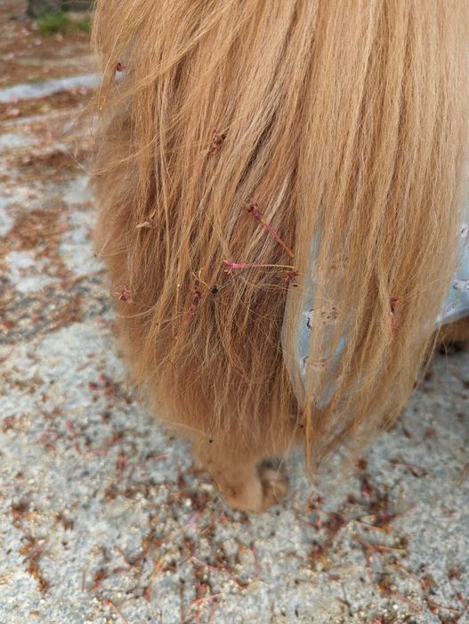 桜のカスが付いた犬の尻尾の写真