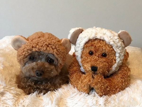 トイ・プードルのスマイリーちゃん