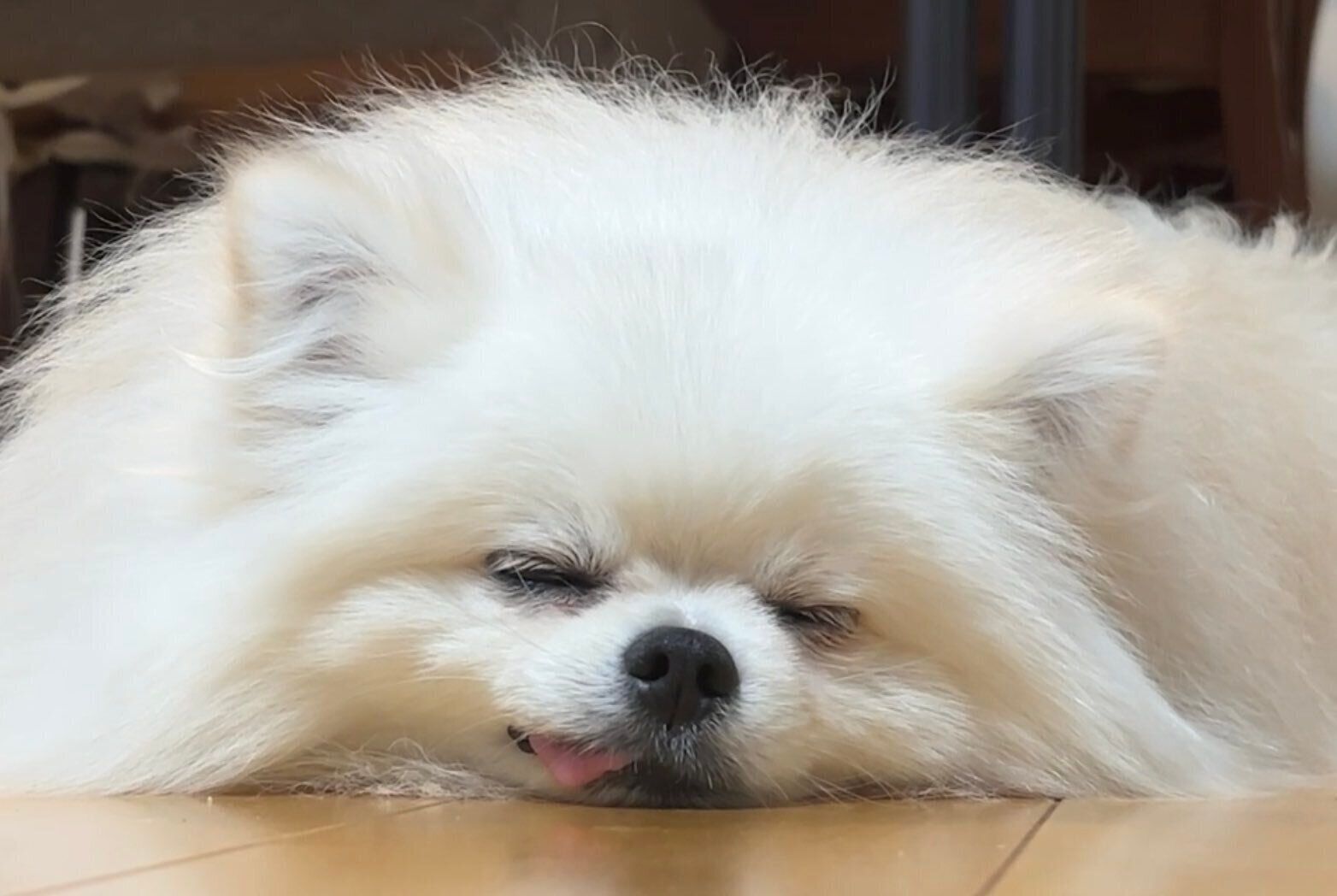 「世界一かわいいわが家のアイドルです」と飼い主さんはいいます