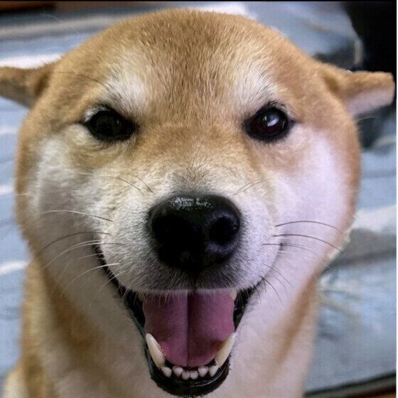 犬が目をスーッとそらす理由と心理 目を合わせない犬の気持ちとは？ いぬのきもち