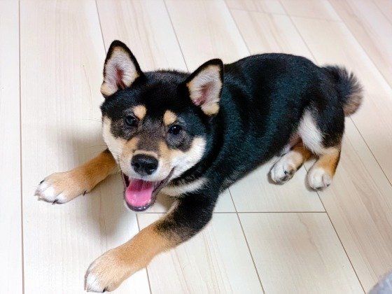 柴犬の琥大朗くん