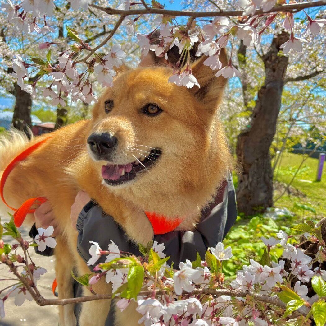 桜の花の下で笑顔を見せるぽんたくん
