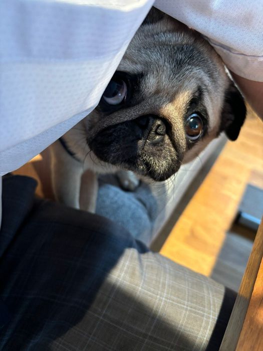 在宅勤務中の飼い主さんを見つめるパグのモンちゃん