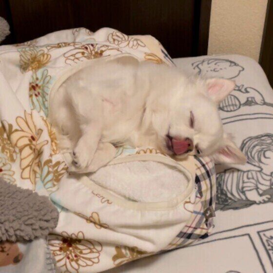 舌を出して寝るチワワ