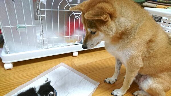 おにぎりくんのごはんタイムを見守るなつさん