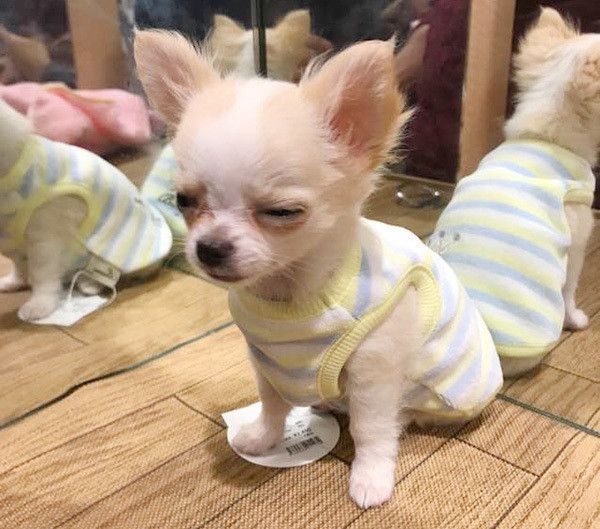 眠そうなチワワ