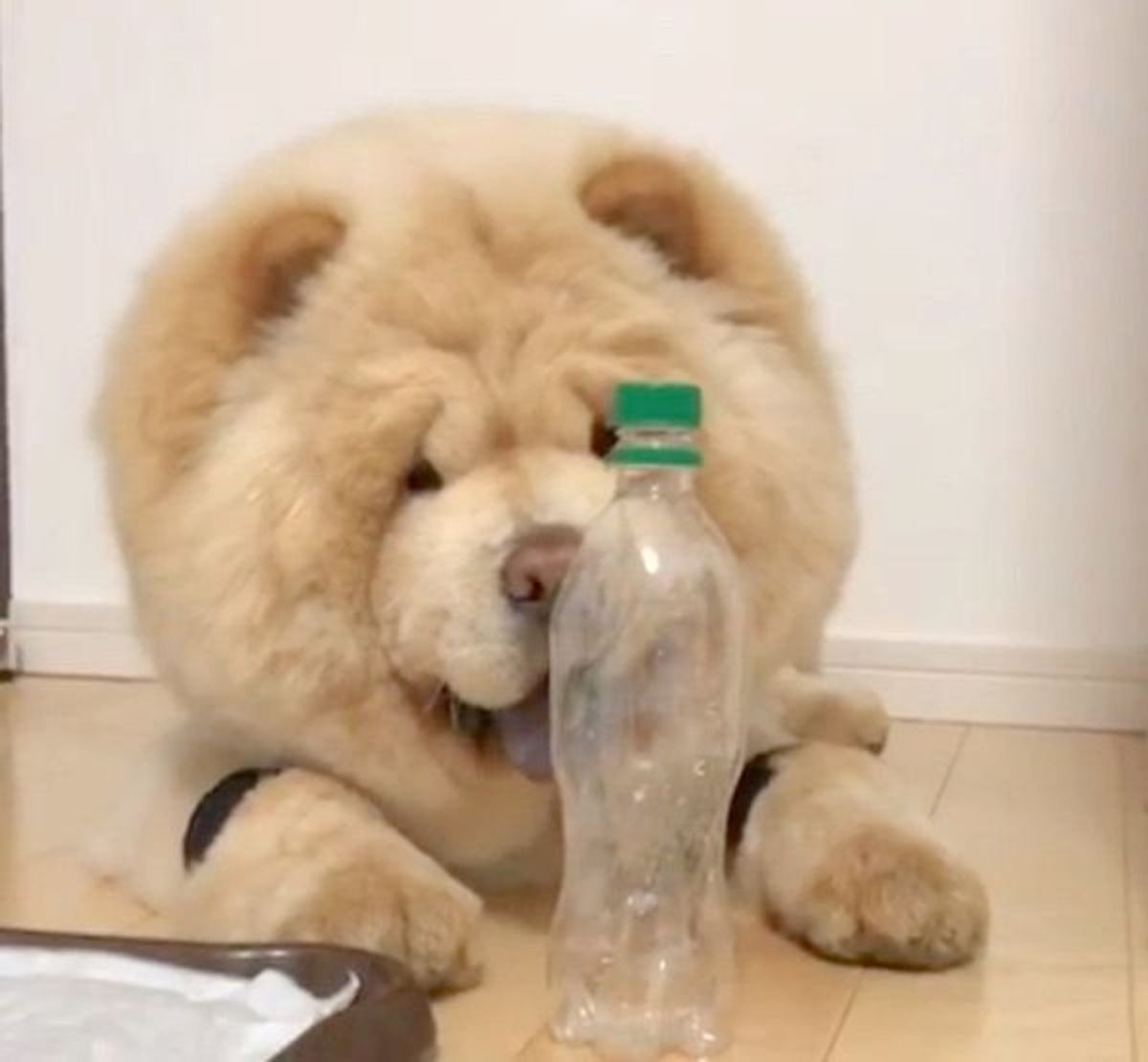 ボトルキャップチャレンジ に挑む犬 まさかの方法で見事成功 いぬのきもちweb Magazine ボトルキャップチャレンジ に挑む犬 まさかの方法で見事成功 いぬのきもちweb Magazine