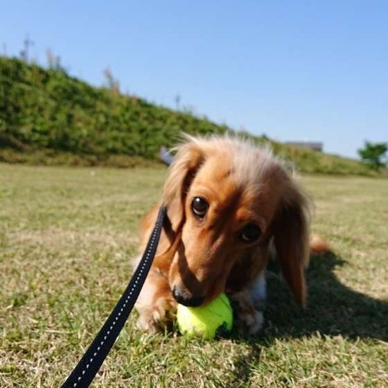 ボールで遊ぶミニチュア・ダックスフンド