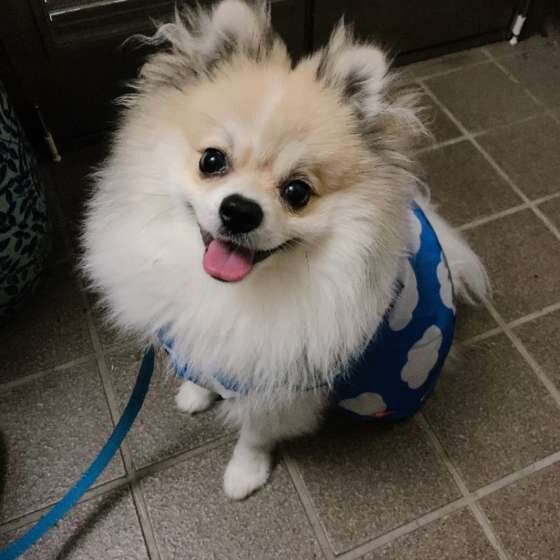 お散歩するポメラニアン