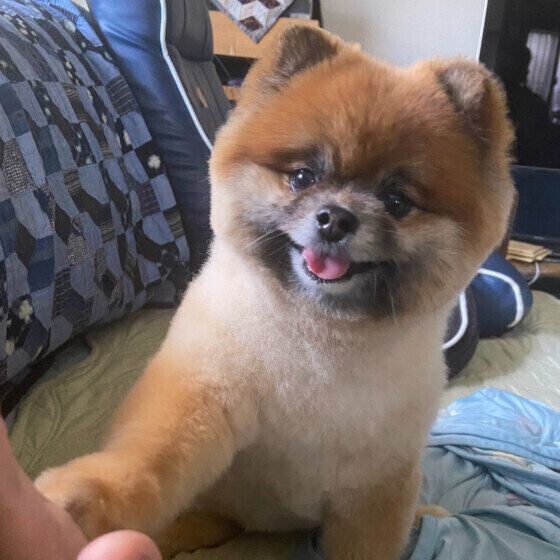飼い主さんにタッチするポメラニアン