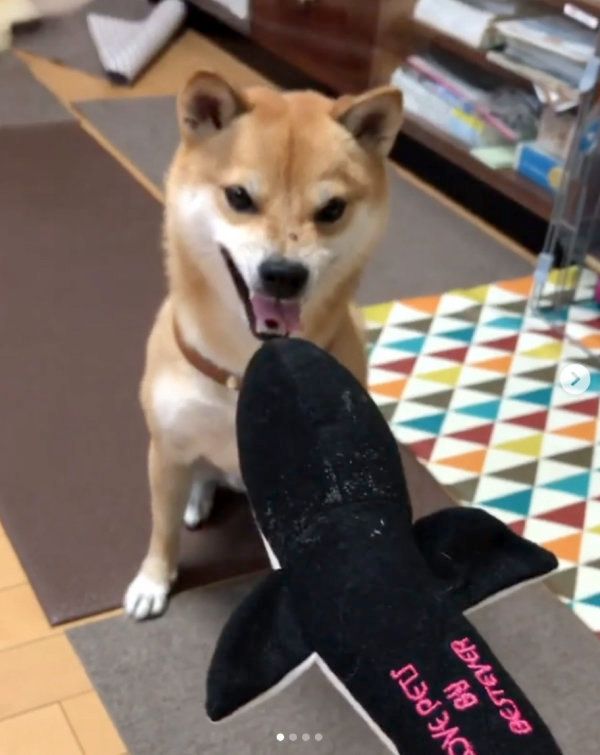 鰻のオモチャを狩る柴犬