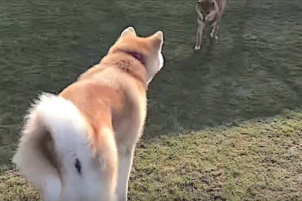 秋田犬に戦いを挑む柴犬