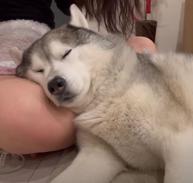 ウトウトするシベリアン・ハスキー